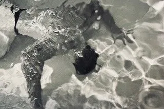 Bird swimming beneath water surface